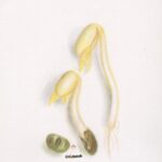 wm_beansprouts