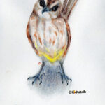 Bird_nails