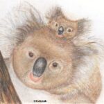 KoalaBears_fws136k