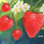 strawberries
