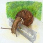 Snailrazor_en