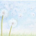 Dandelions_resize